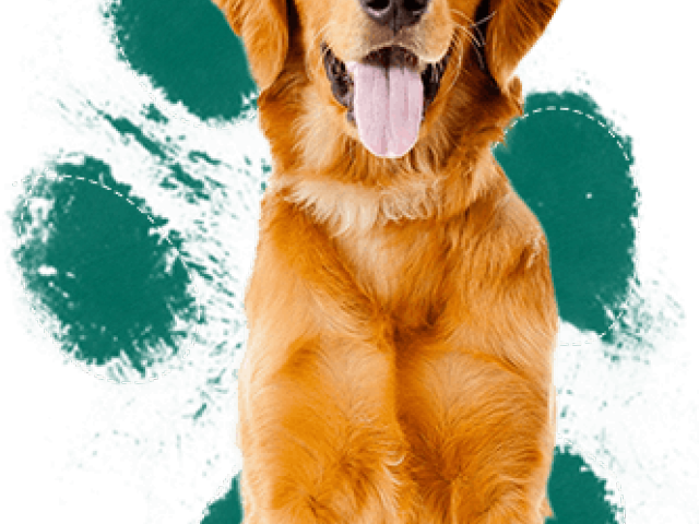 Drawn Golden Retriever Small - Marijuana Dogs (640x480), Png Download
