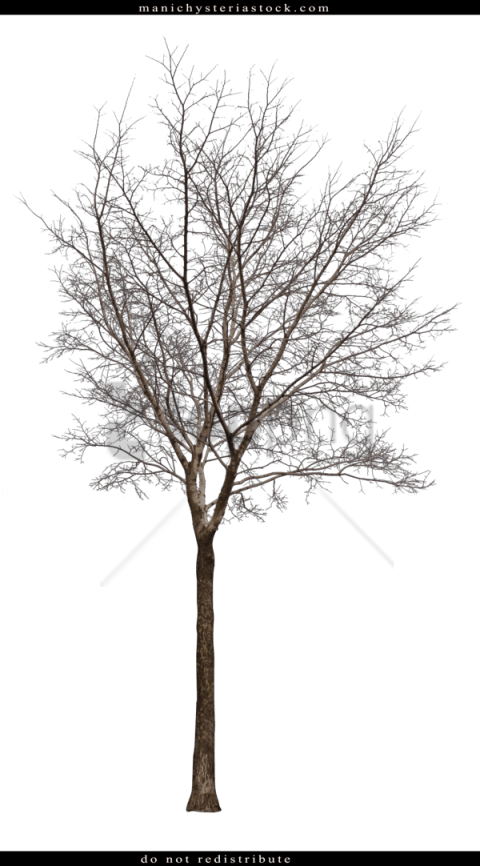 Free Png Download Bare Tree Cut Out Png Images Background - Cut Out Winter Tree (480x866), Png Download