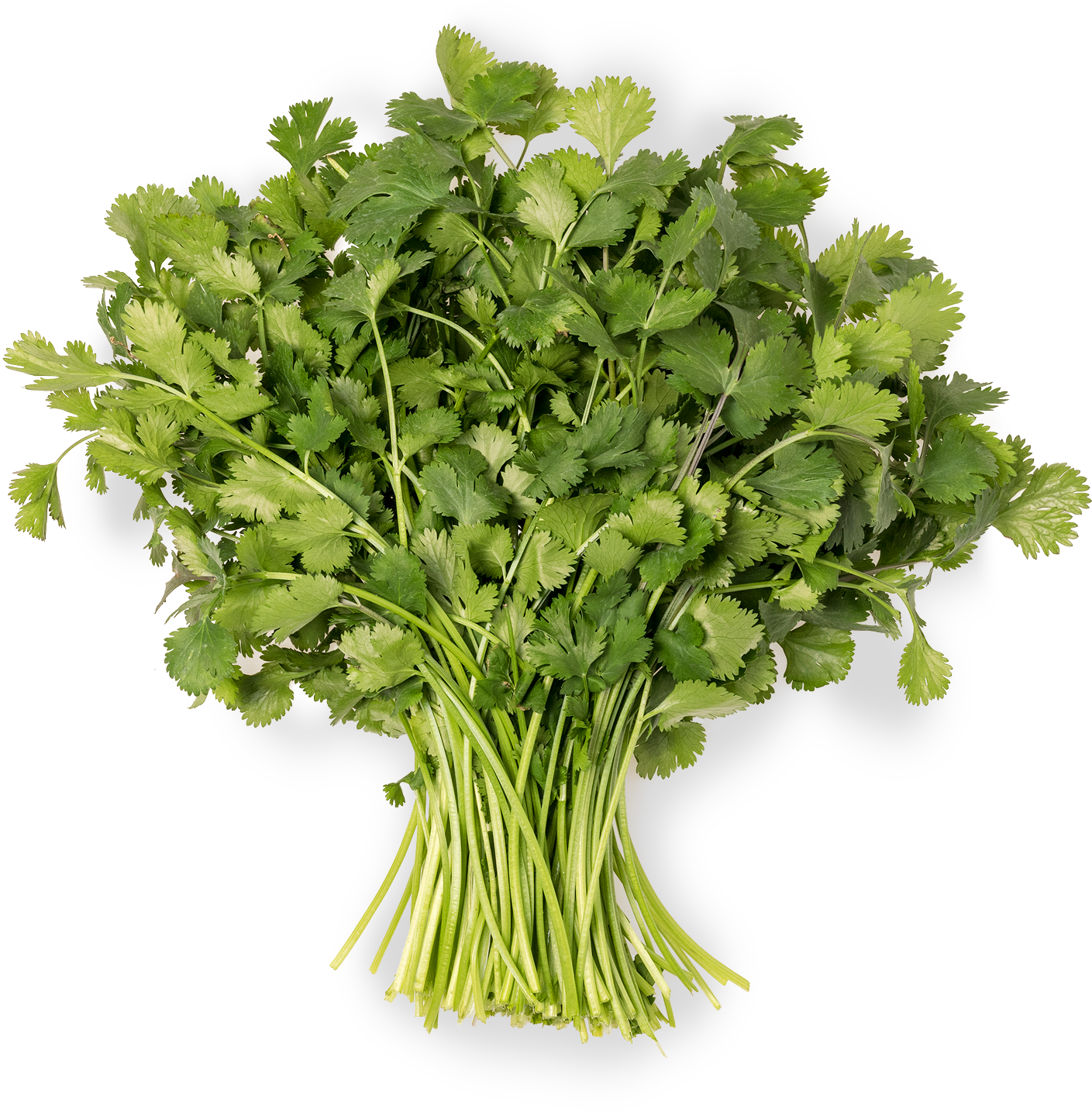 Coriander - Parsley (1500x1500), Png Download
