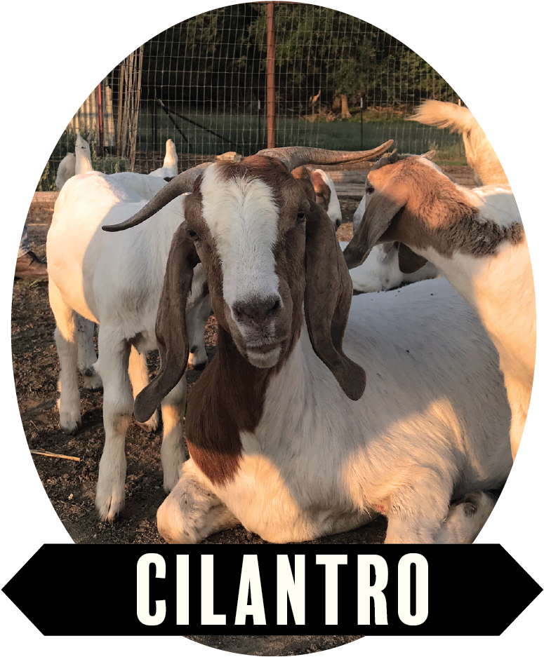 Cilantro-01 - Working Animal (900x1089), Png Download