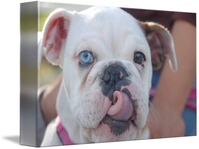 The Cutest Puppy By Nancypants - World's Cutest English Bulldog (650x488), Png Download