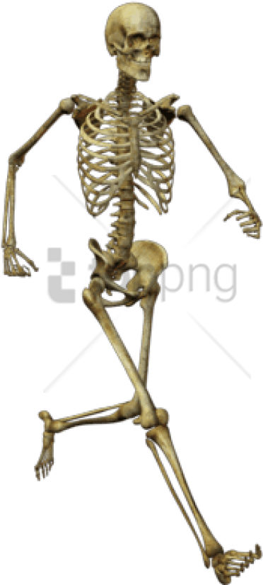 Free Png Download Running Skeleton Png Images Background - Skeletons Png (481x850), Png Download