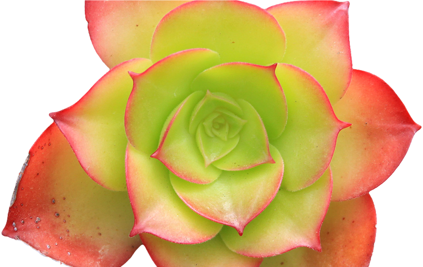 Transparent Row Of Flowers Tumblr Gardening Flower - Transparent Succulent (1368x855), Png Download