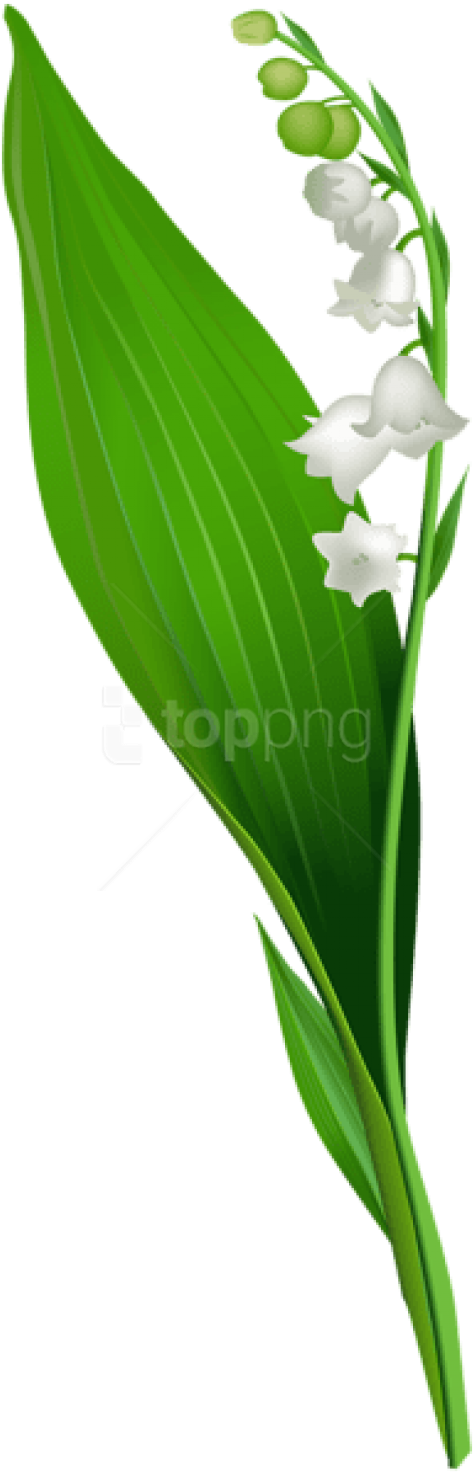 Free Png Download Lily Of The Valley Flower Png Png - Lily Of The Valley (480x1477), Png Download