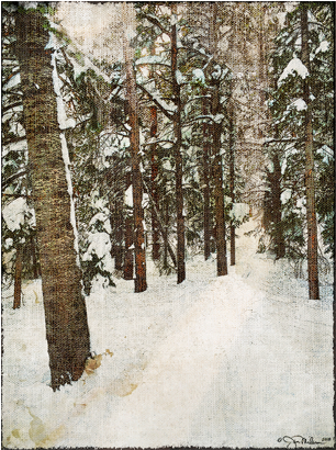 Snowy Pines 2 Canvas - Grove (600x600), Png Download