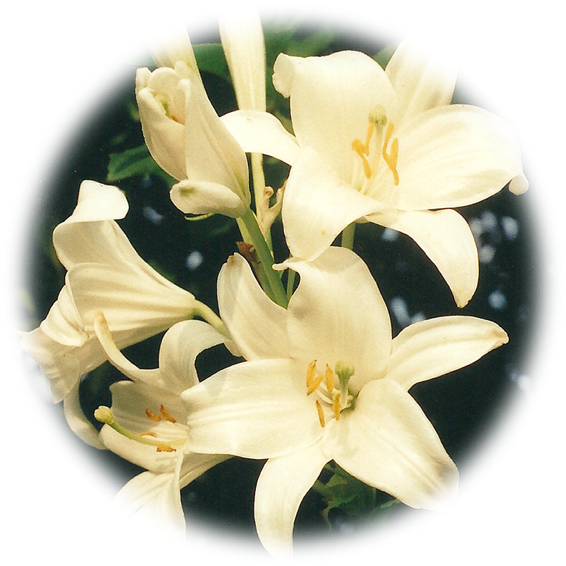 Lily (833x833), Png Download