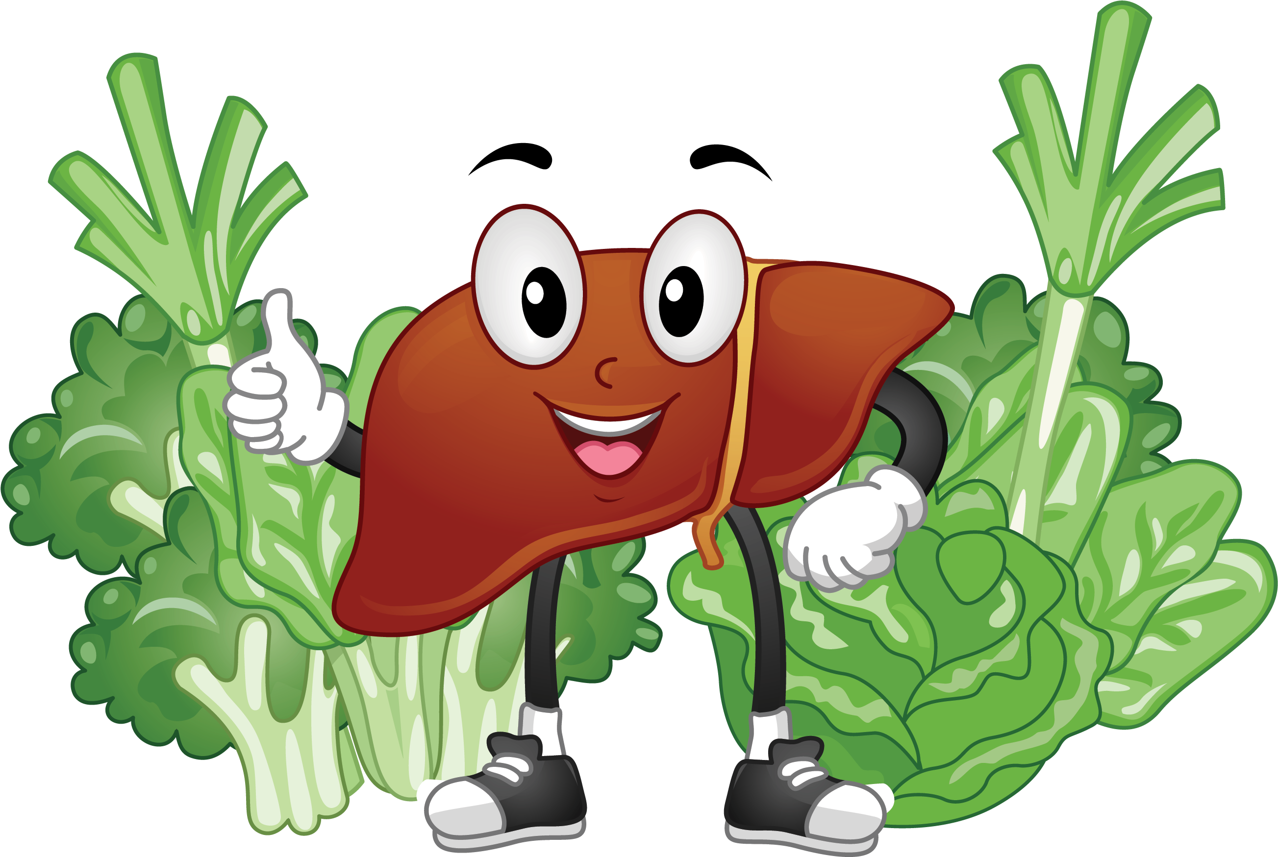 Healthy Liver Animation (2667x2000), Png Download