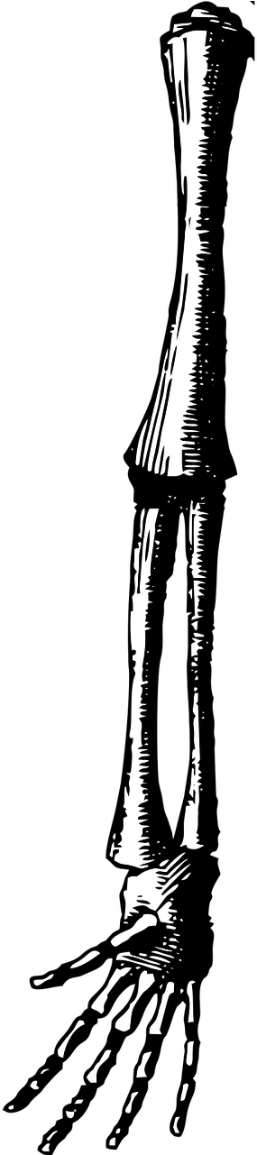 Fetus Arm Arm Fetus - Illustration (640x1280), Png Download