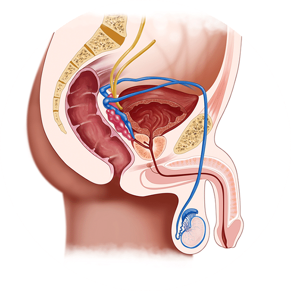 What Are The Causes Of Penile Pain - Acupuncture For Premature Ejaculation (600x600), Png Download