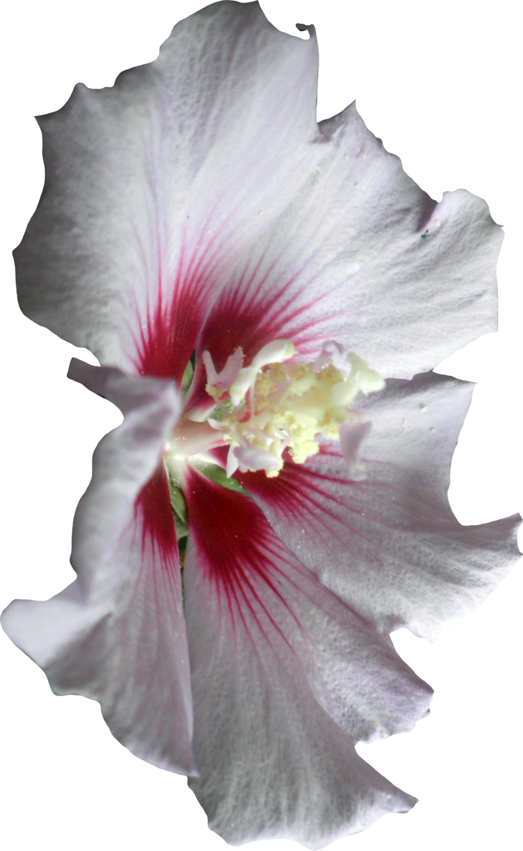 1024 X 1667 9 - Hawaiian Hibiscus (1024x1667), Png Download