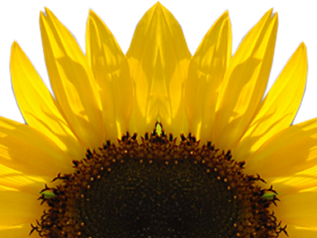 Sunflowers Clipart Logo - Half A Sunflower Png (640x480), Png Download