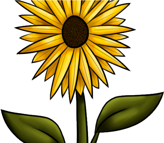 Sunflower Clipart Flower - Clip Art (640x480), Png Download