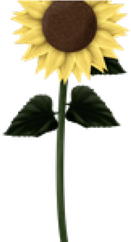 Sunflowers Clipart Swirl - Clip Art (640x480), Png Download