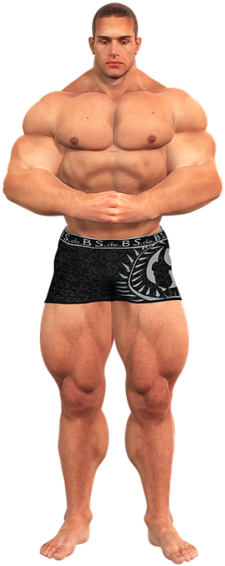 Download Free Png Bodybuilding Png, Download Png Image - Muscular Body Png (400x837), Png Download