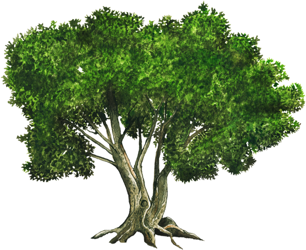 Vecinos Verdes - Ombu Arbol Nacional Argentino (750x502), Png Download