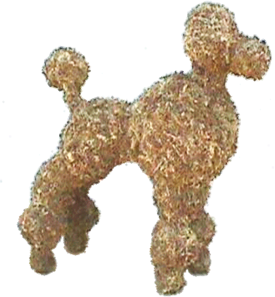 Toy Poodle (1500x1200), Png Download