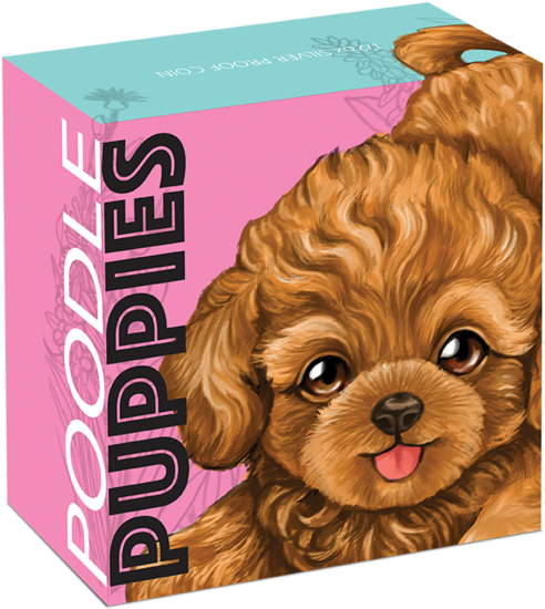 Poodle (588x600), Png Download