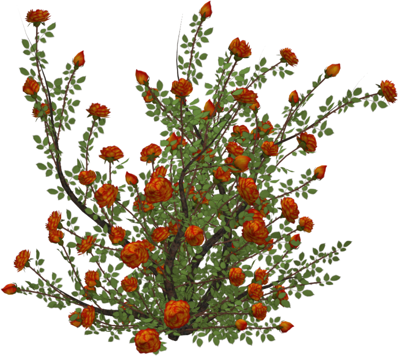 #flowers #roses #rosebush #bush - Rose (1024x1024), Png Download