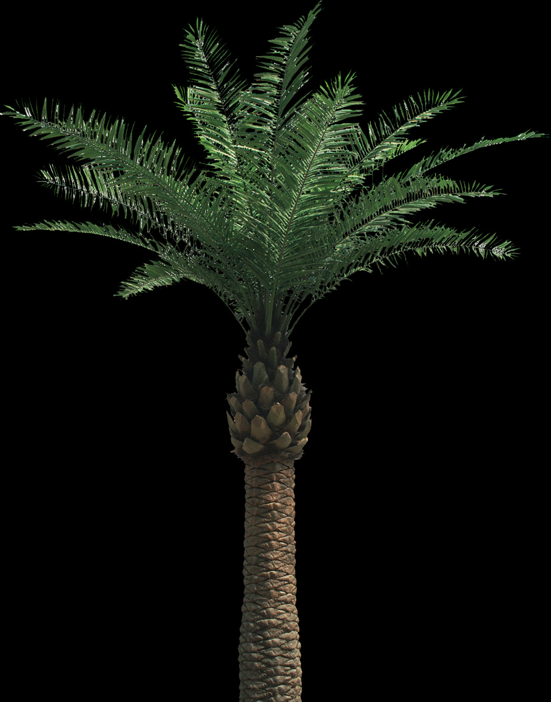 Palm Tree, Free Pngs - Attalea Speciosa (1129x1438), Png Download
