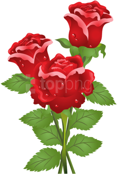 Free Png Download Roses Png Images Background Png Images - Real Rose Flower With Butterfly (480x715), Png Download