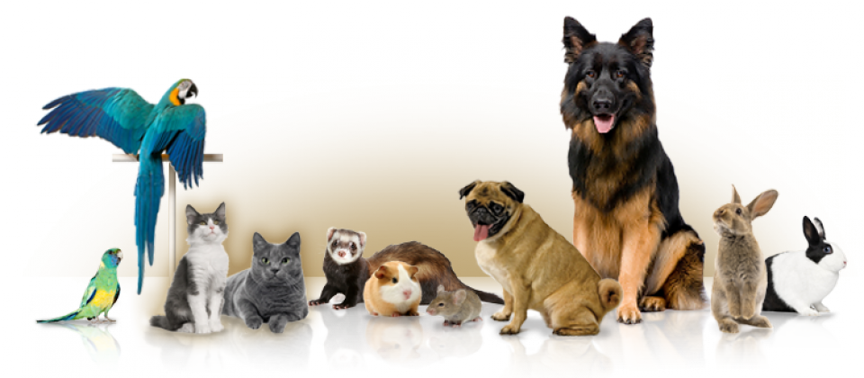 And Private In Home Boarding Services - Imagens Para Pet Shop Png (960x420), Png Download