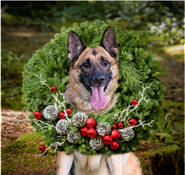 German Shepherd Rescue Of Oc Holiday Fundraiser - Old German Shepherd Dog (480x355), Png Download