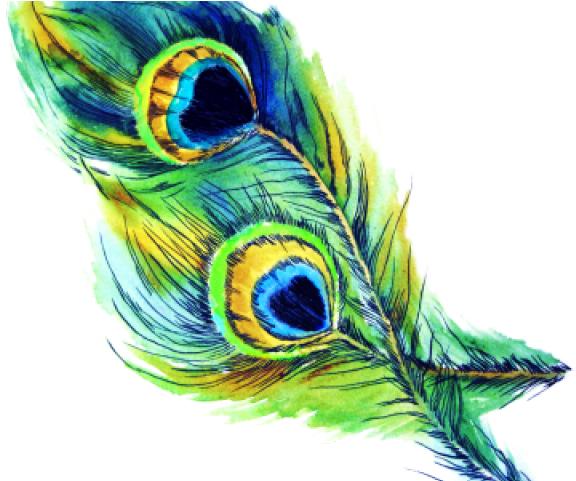 Peacock Clipart Open Feather Drawing - Peacocks Feather (640x480), Png Download