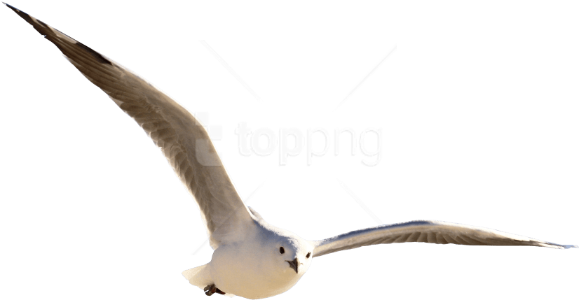 Birds Png Background