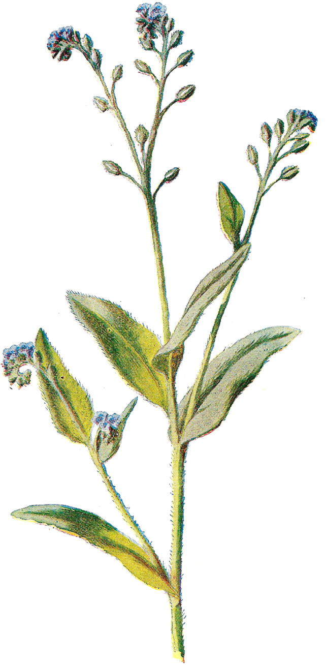 Wildflower Cliparts - Wildflower Png (800x1450), Png Download