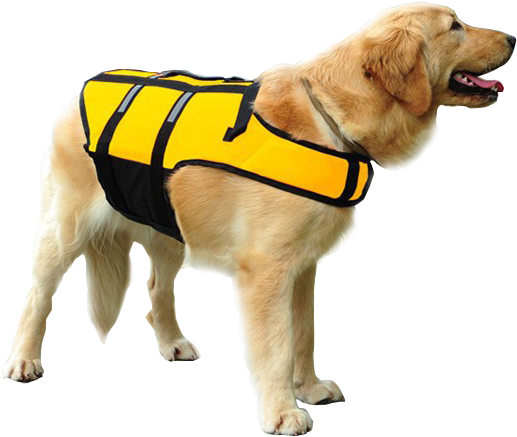Well Our Swimming Dog Life Vest Is The Perfect Floatation - Dog (800x800), Png Download