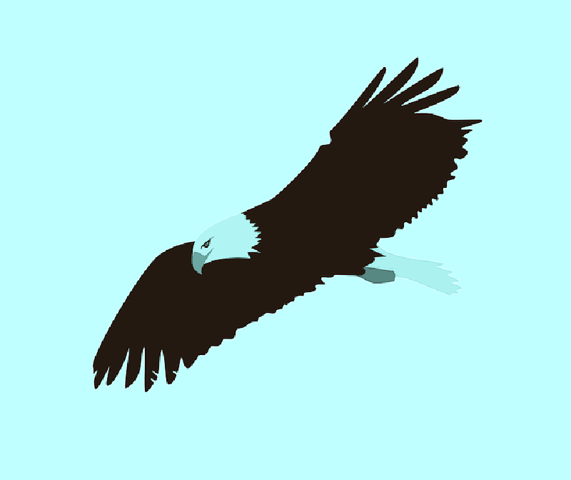 Flying Drawing At Getdrawings Com Free For - Bald Eagle Clipart Transparent (800x672), Png Download