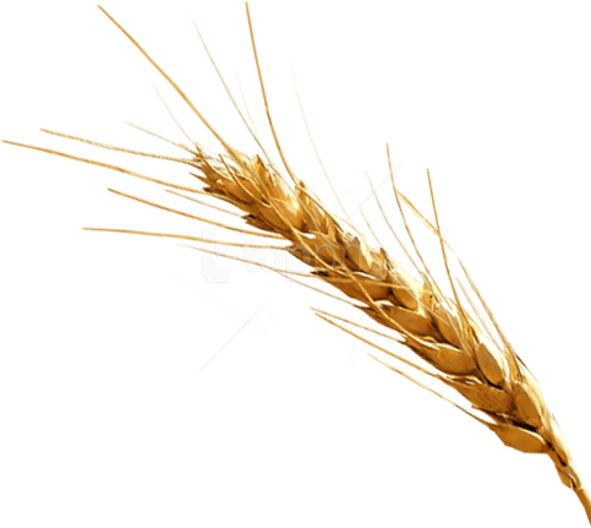 Free Png Barley Png Images Transparent - Barley Png (850x759), Png Download