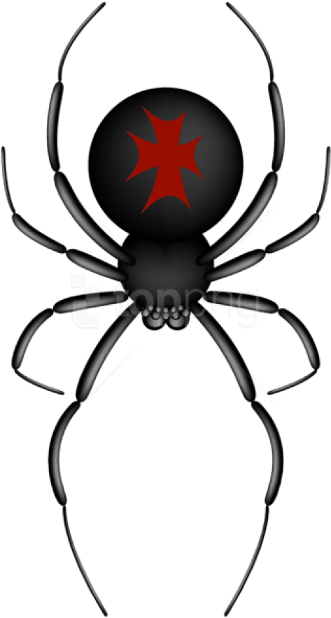 Free Png Download Crusader Spider Transparent Png Images - Black Widow Spider Cartoon Png Transparent (480x895), Png Download