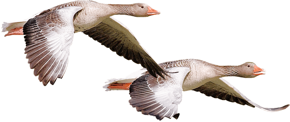 Animals - Ducks - Animales Salvajes En Png (960x404), Png Download