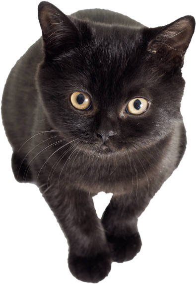 Black Kitten - Black Cat (866x650), Png Download