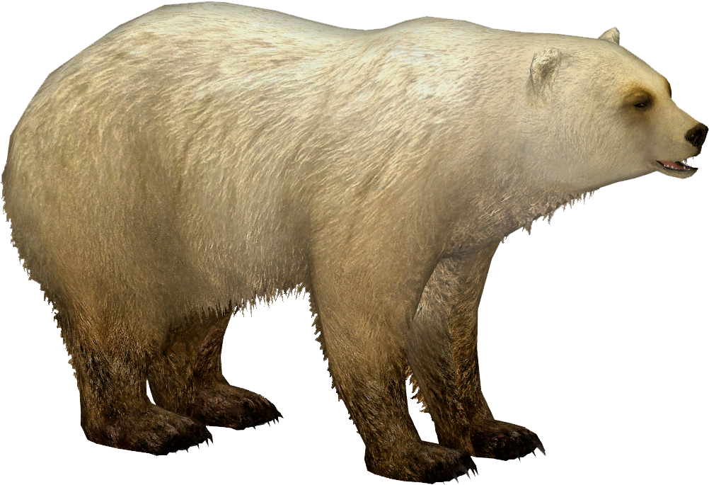 1001 X 1001 1 - Polar Bear Zt2 Download Library Png (1001x1001), Png Download