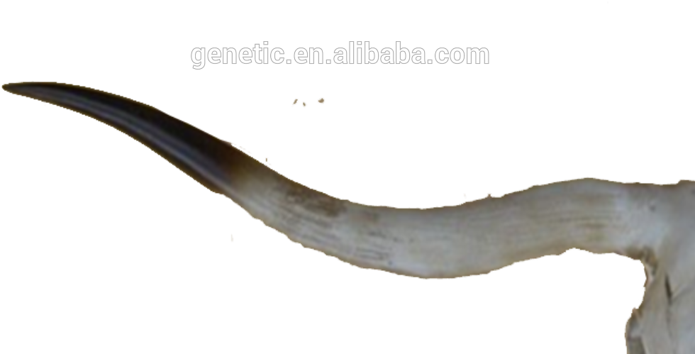 China Skull Buffalo, China Skull Buffalo Manufacturers - Driftwood (1000x820), Png Download