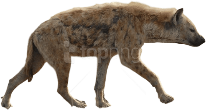 Free Png Download Hyena Png Png Images Background Png - Spotted Hyena (850x520), Png Download