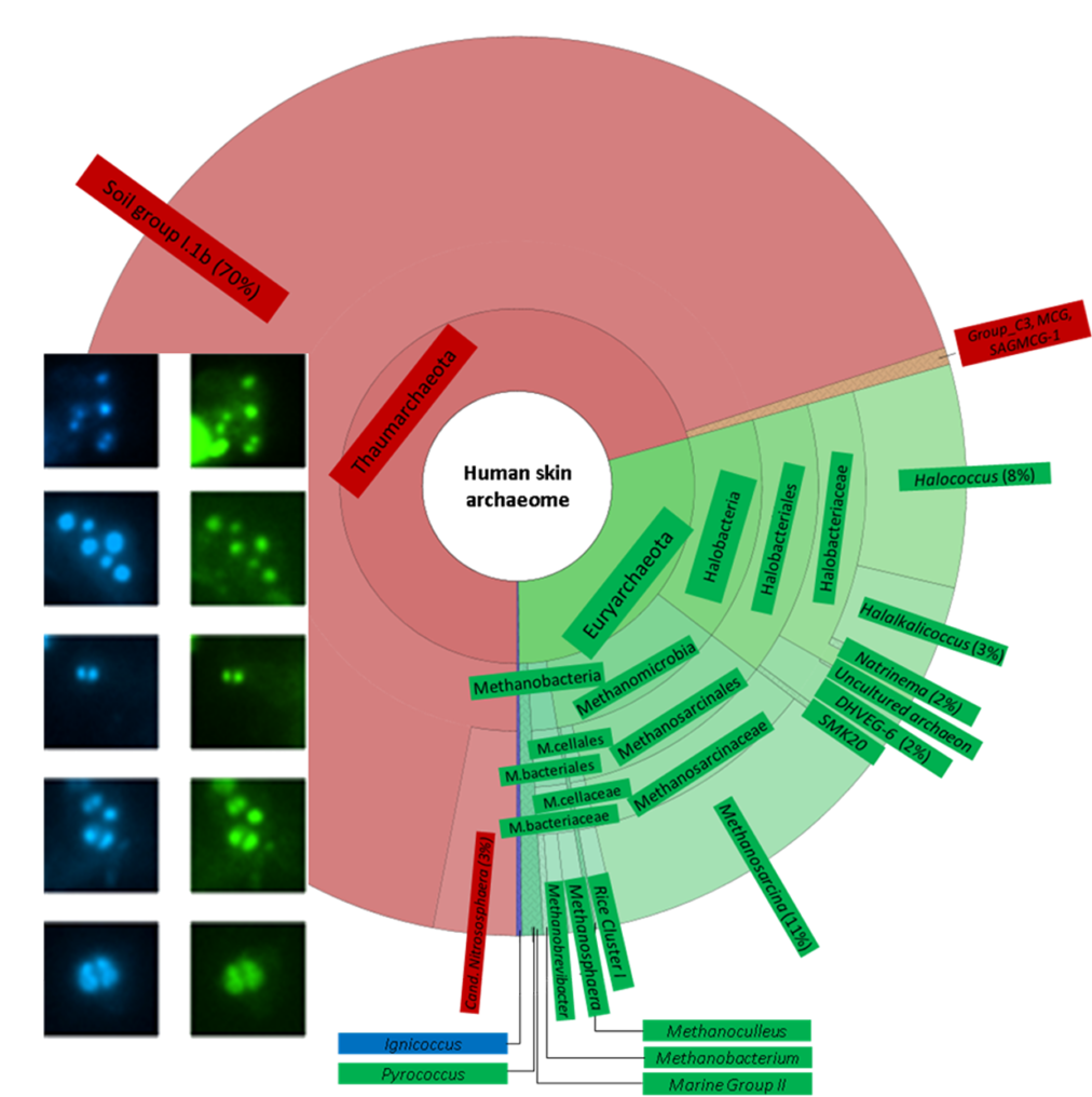 Lastest Highlights And Features - Human Skin Archaea (1011x1024), Png Download