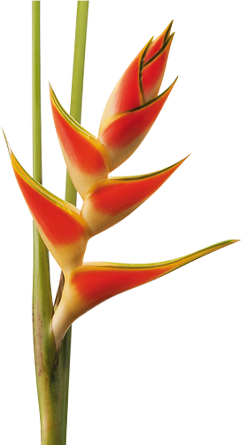 Heliconia (870x864), Png Download