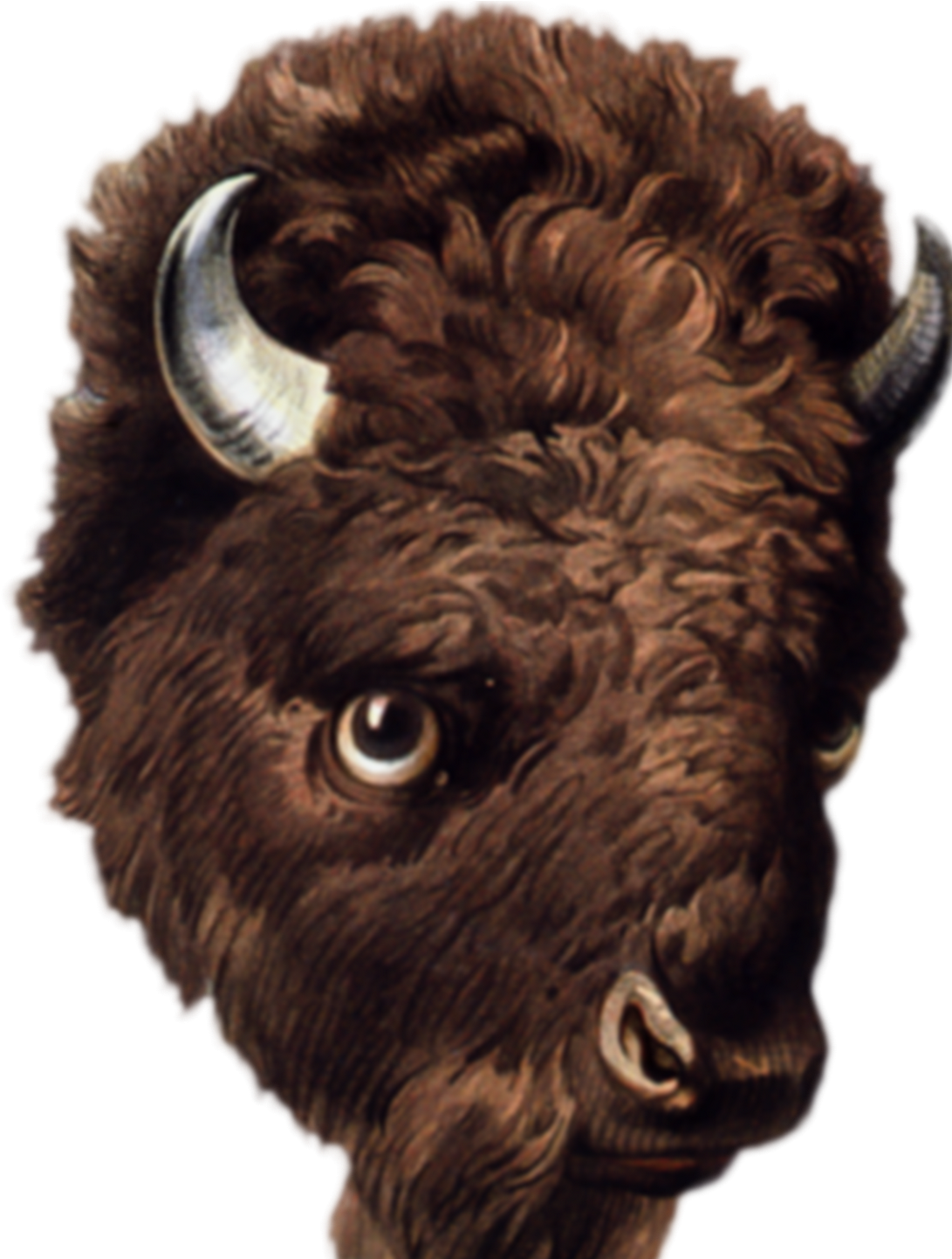 Public Domain Clipped Art - Bison (1115x1440), Png Download