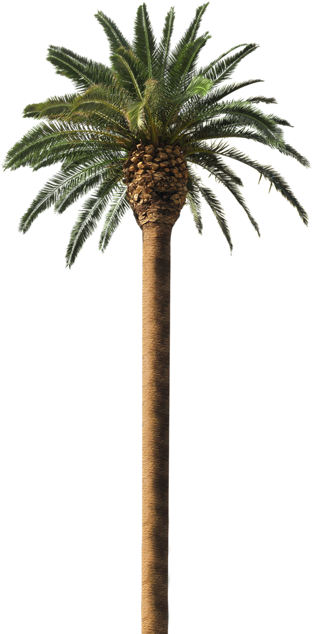 Wholesale Pricing - Trees Similar To Coconut Tree (750x1278), Png Download