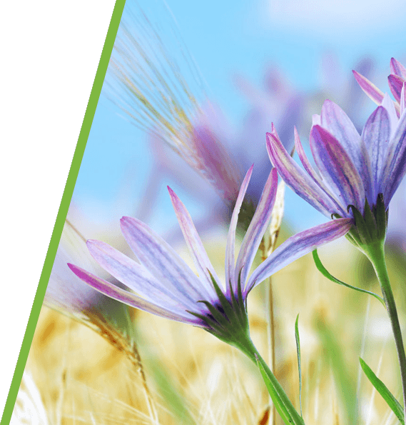 African Daisy (569x595), Png Download