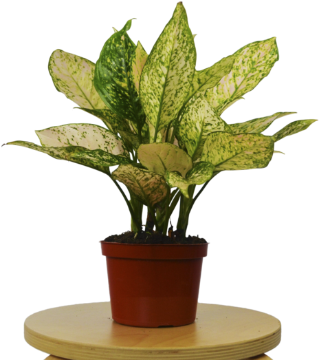 Chinese Evergreen 'etta Rose' Plant - Houseplant (1057x700), Png Download