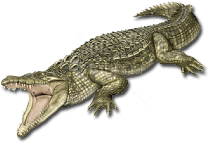 Free Png Images - Nile Crocodile (850x566), Png Download