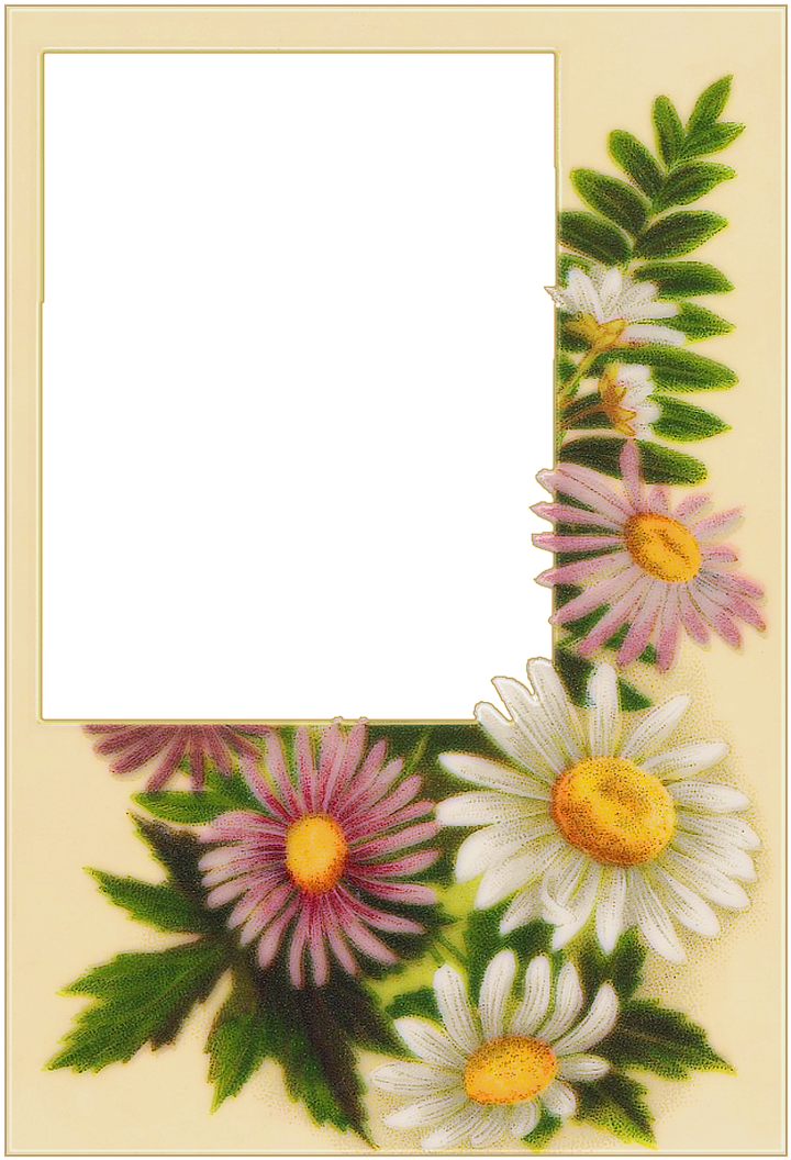 Spanish Daisy (935x1280), Png Download
