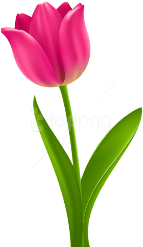 Free Png Pink Tulip Transparent Png Images Transparent - Spring Tulip Transparent Background (480x826), Png Download