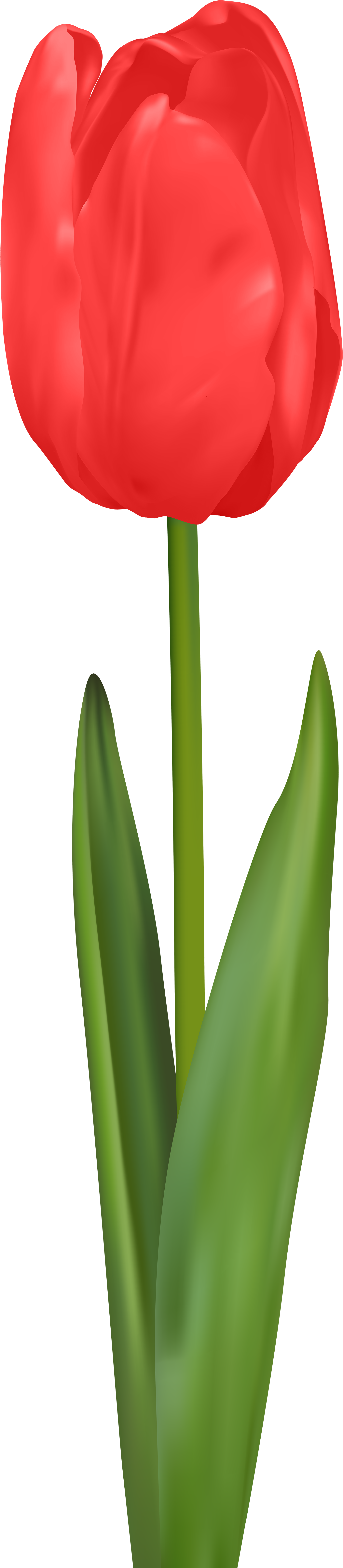 Red Tulip Png Clip Art - Red Tulip Clipart (1931x8000), Png Download