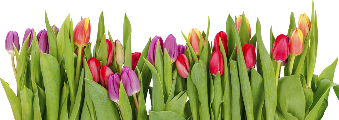 Tulips - Row Of Tulips (1085x386), Png Download