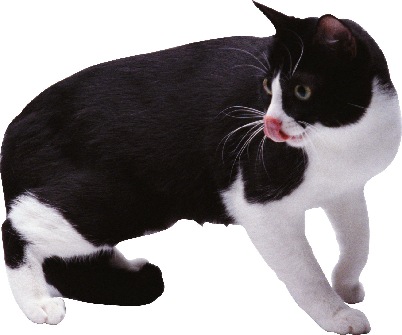Cat (1712x1427), Png Download